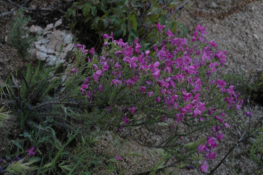 Polemoniaceae Leptodactylon californicum