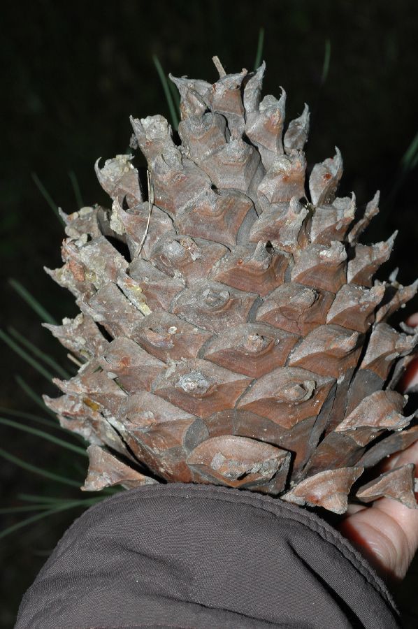 Pinaceae Pinus sabiniana