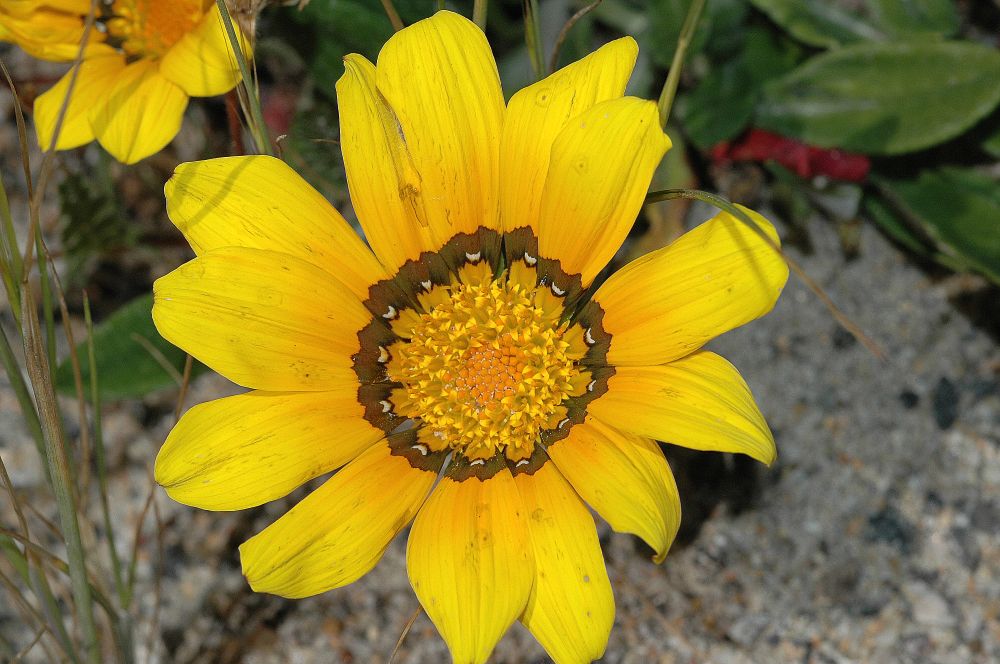 Asteraceae Arctotheca calendula