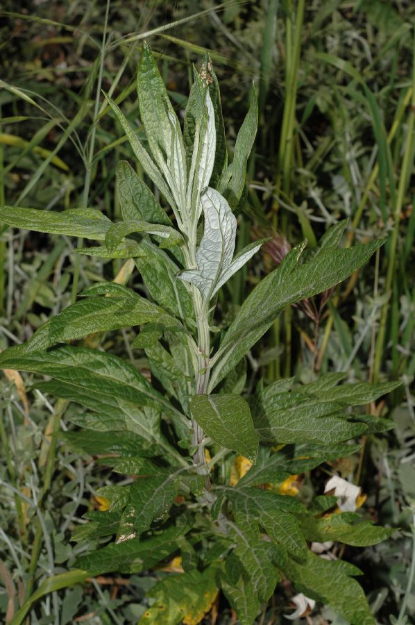 Asteraceae Artemisia douglasiana