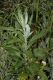 image of Artemisia douglasiana