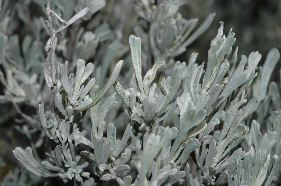 Asteraceae Artemisia tridentata