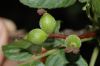 image of Juglans californica