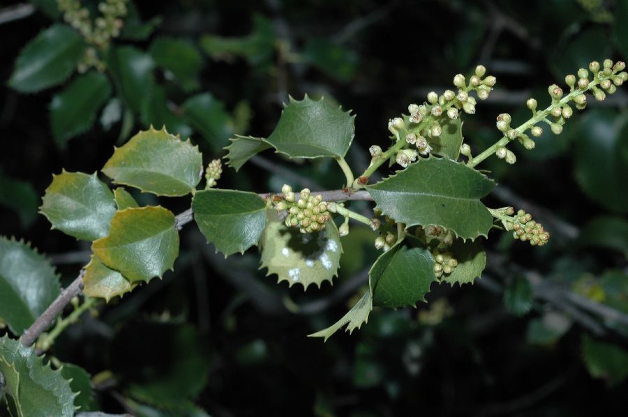 Rosaceae Prunus illicifolia