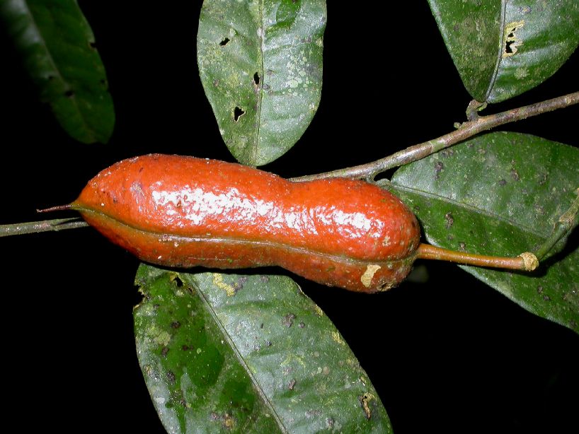 Fabaceae Swartzia 