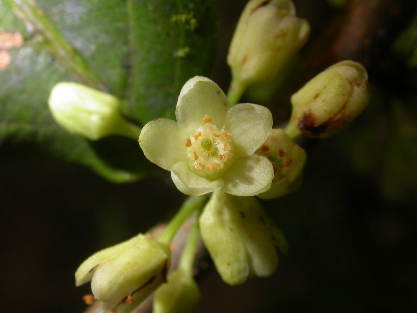 Salicaceae Casearia sylvestris