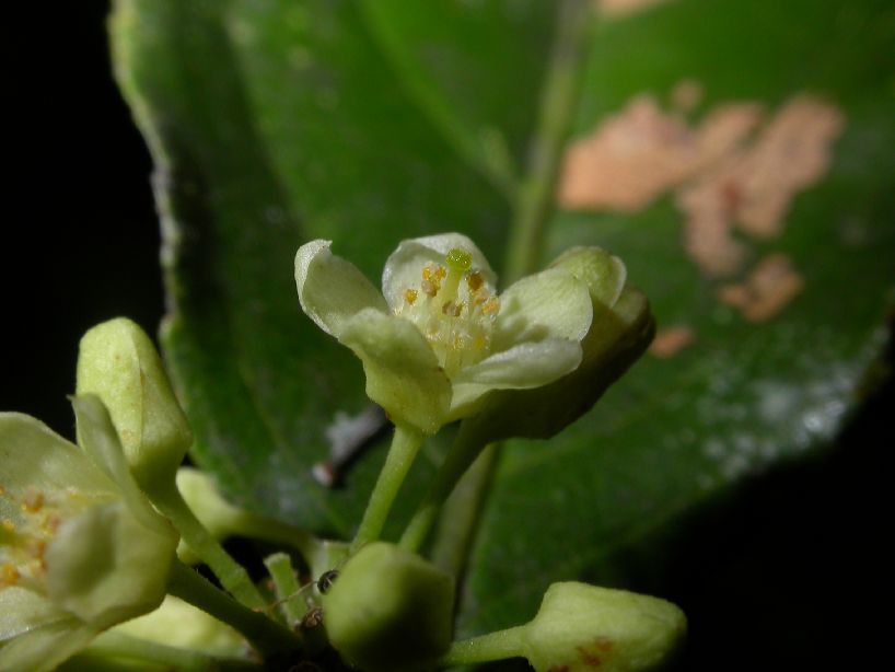 Salicaceae Casearia sylvestris