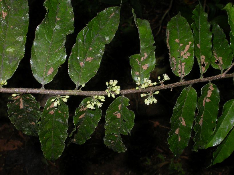 Salicaceae Casearia sylvestris