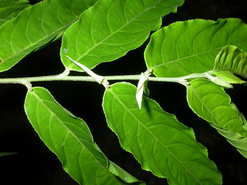 Salicaceae Casearia sylvestris