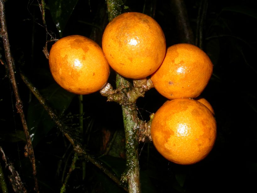 Polygalaceae Moutabea gentryi