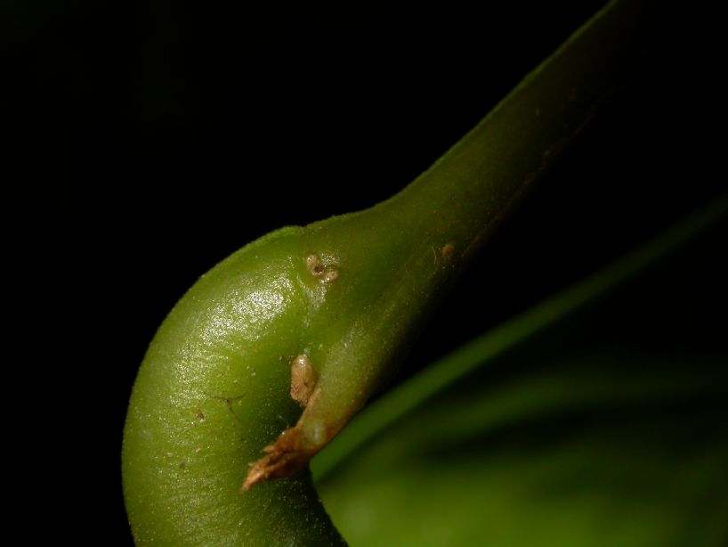 Polygalaceae Moutabea gentryi