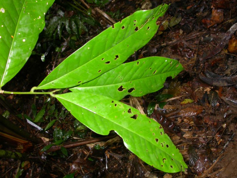 Polygalaceae Moutabea gentryi