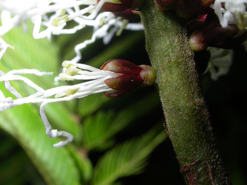 Fabaceae Pentaclethra macroloba