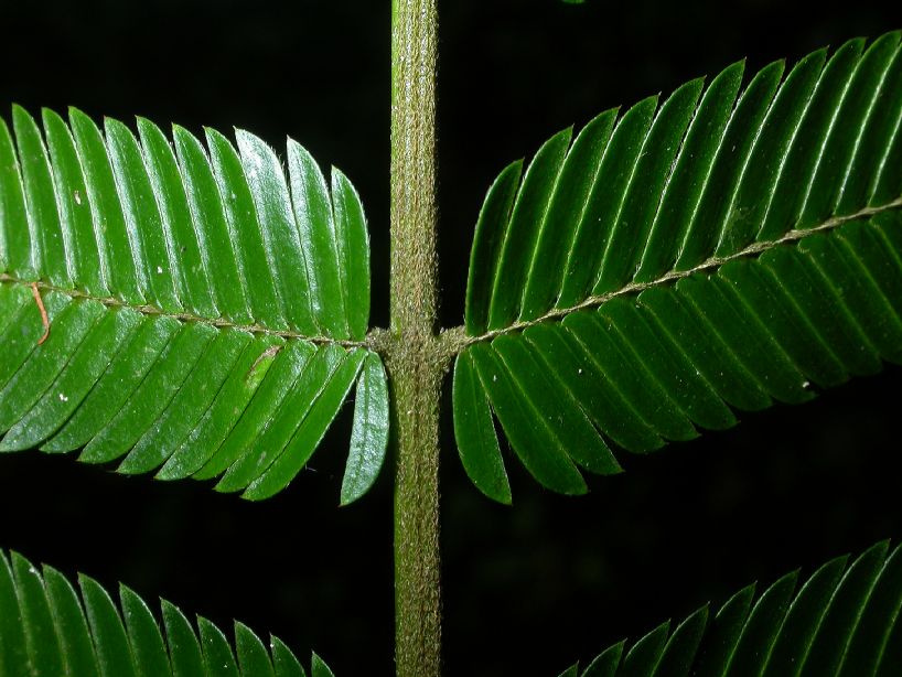 Fabaceae Pentaclethra macroloba