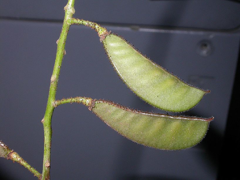 Fabaceae Caesalpinia 