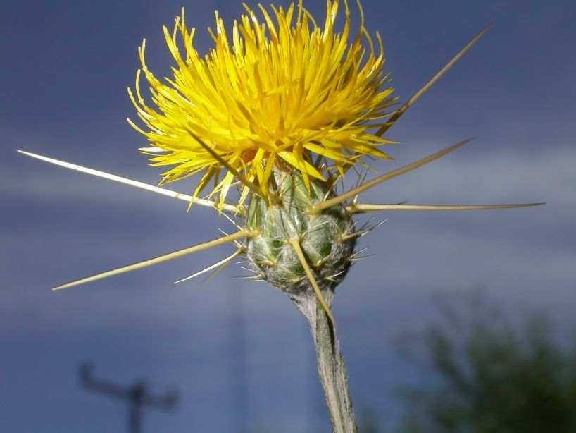 Asteraceae Centaurea solstitialis