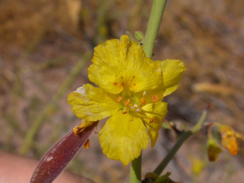 Fabaceae Cercidium praecox