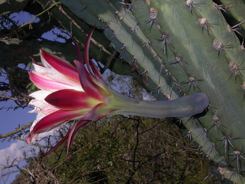 Cactaceae Cereus forbesii