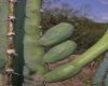 image of Cereus forbesii