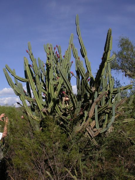 Cactaceae Cereus forbesii