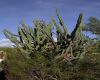 image of Cereus forbesii