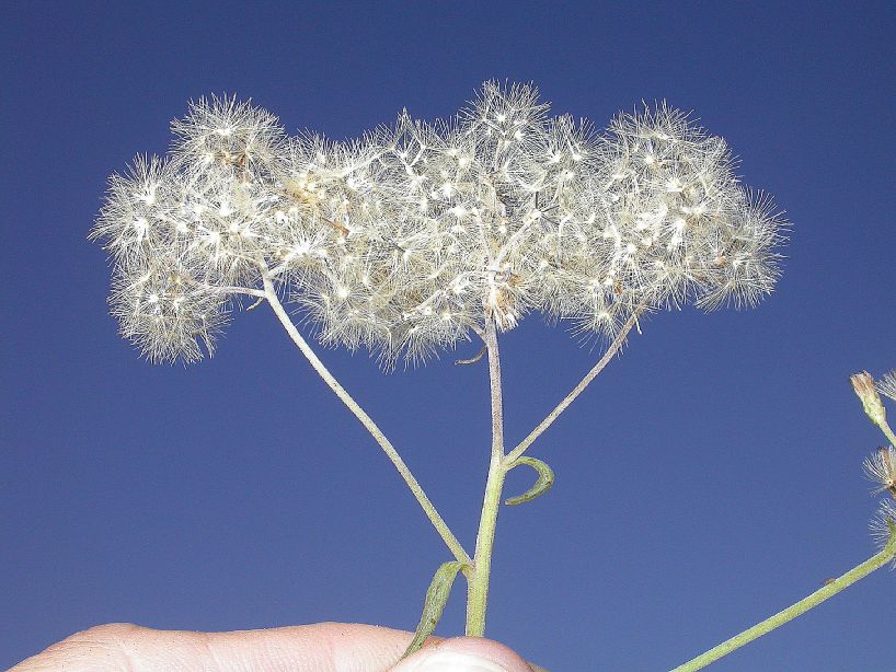 Asteraceae Chromolaena arnottiana