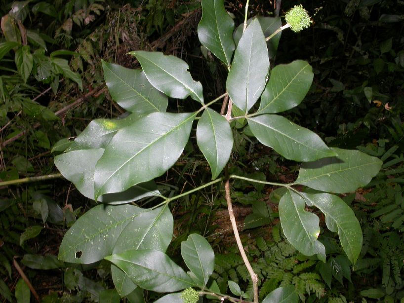 Rutaceae Esenbeckia 