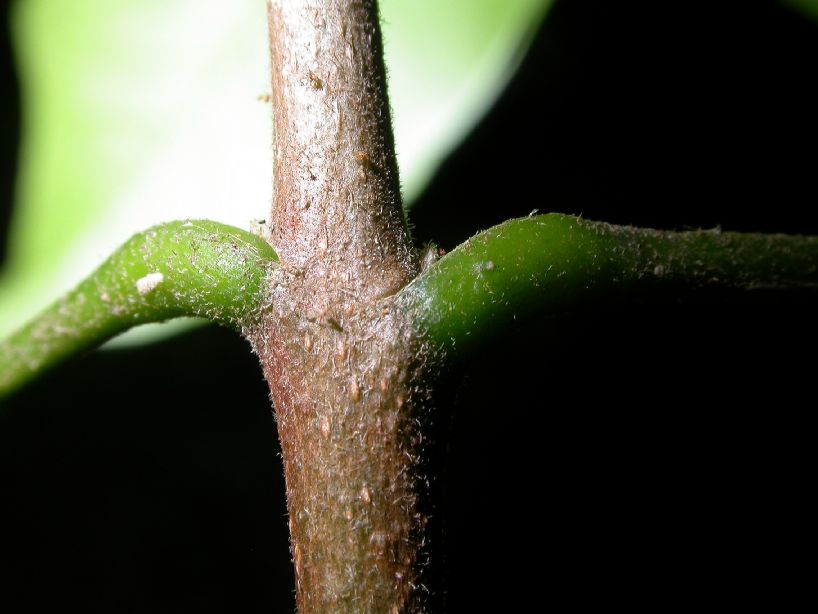 Rutaceae Esenbeckia 