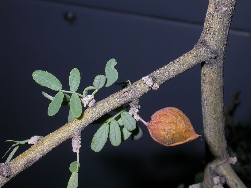 Fabaceae Geoffroea decorticans