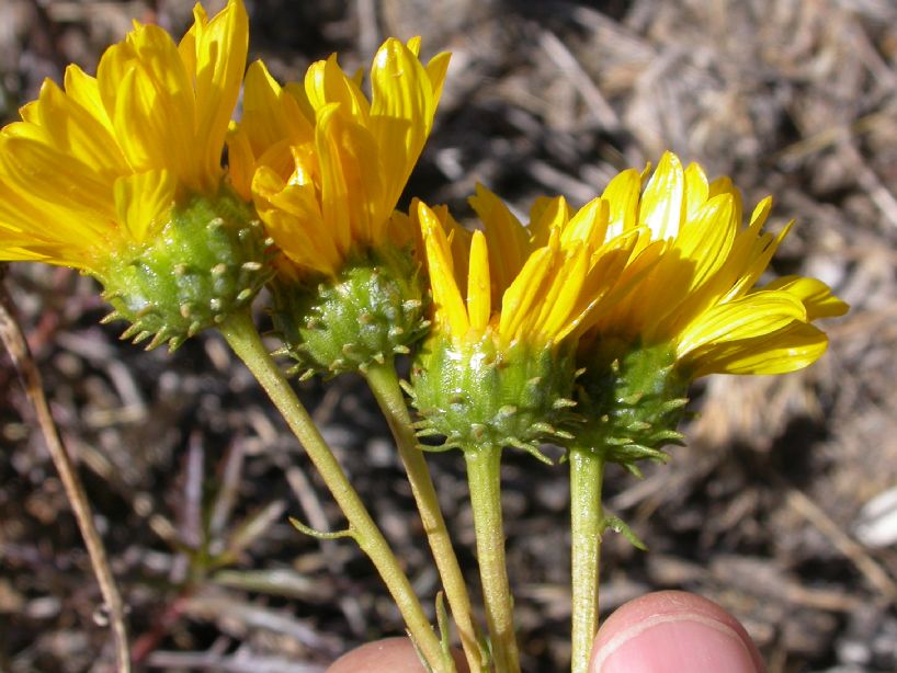 Asteraceae Grindelia anetifolia