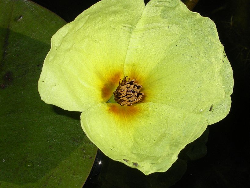 Alismataceae Hydrocleys 