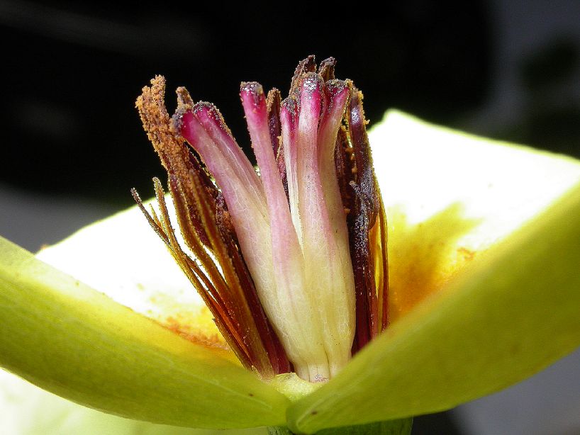 Alismataceae Hydrocleys 