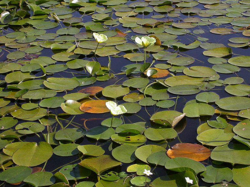 Alismataceae Hydrocleys 