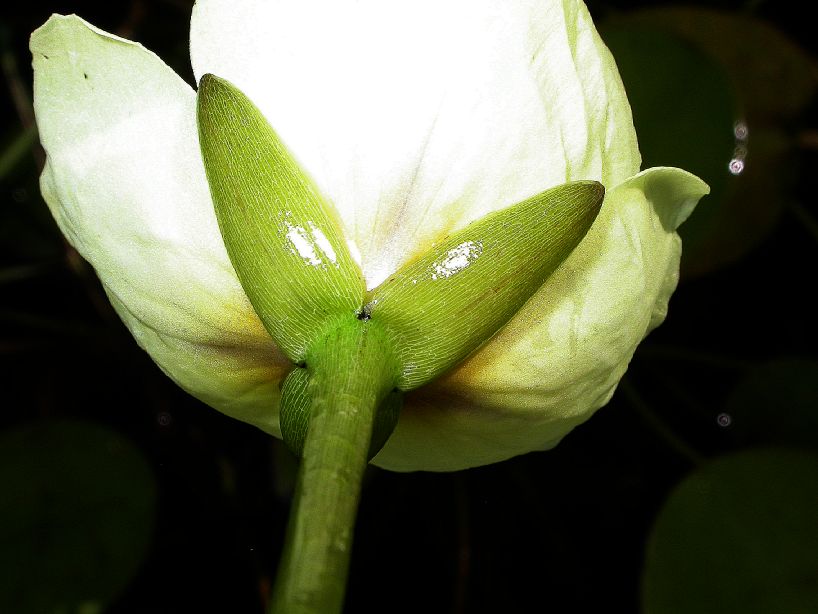 Alismataceae Hydrocleys 