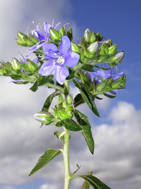 Hydroleaceae Hydrolea 