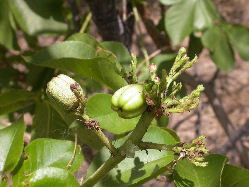 Euphorbiaceae Jatropha hyssopifolia