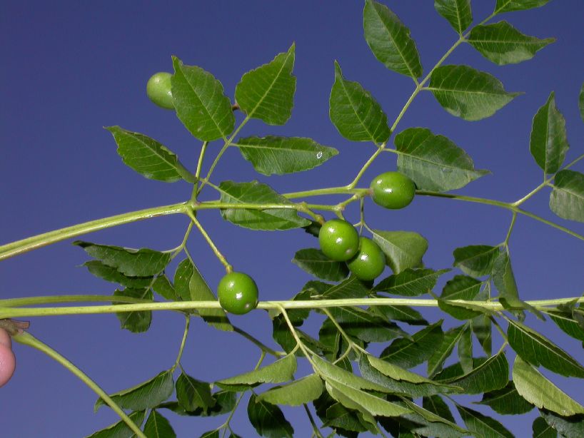 Meliaceae Melia azedarach