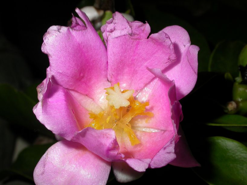 Cactaceae Pereskia grandifolia