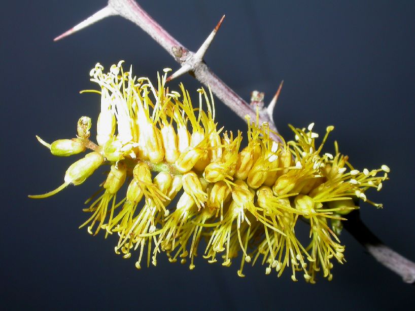 Fabaceae Prosopis torquata