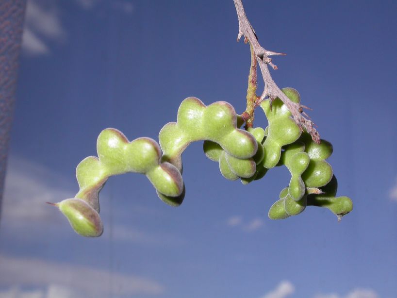 Fabaceae Prosopis torquata