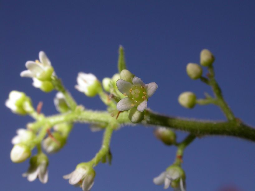 Anacardiaceae Schinus terebinthifolius