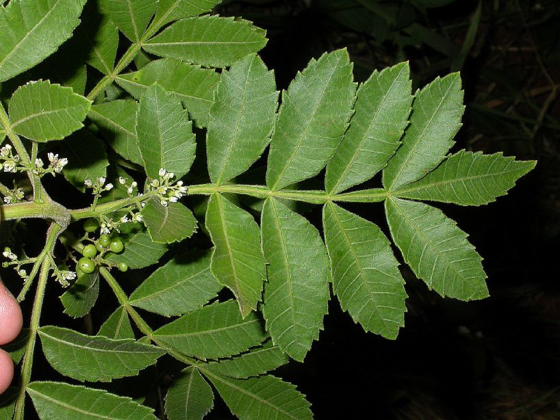 Anacardiaceae Schinus terebinthifolius