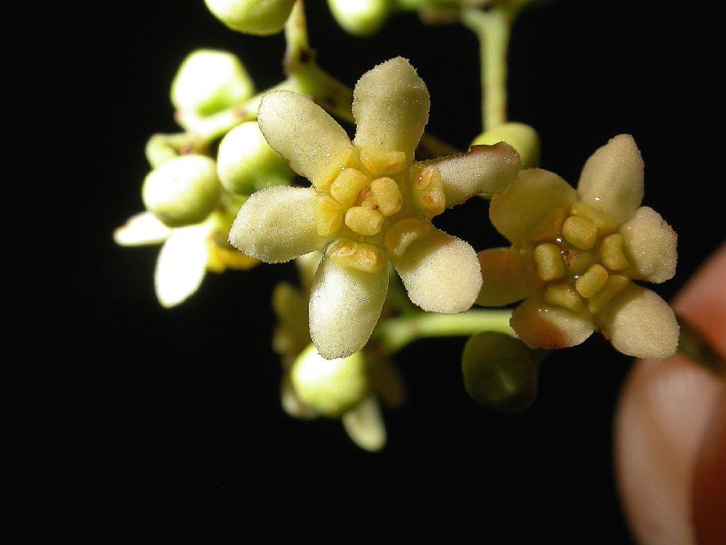 Euphorbiaceae Sebastiania 