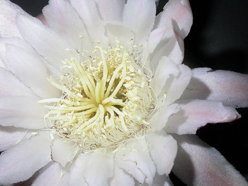 Cactaceae Stetsonia coryni