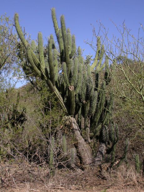 Cactaceae Stetsonia coryne