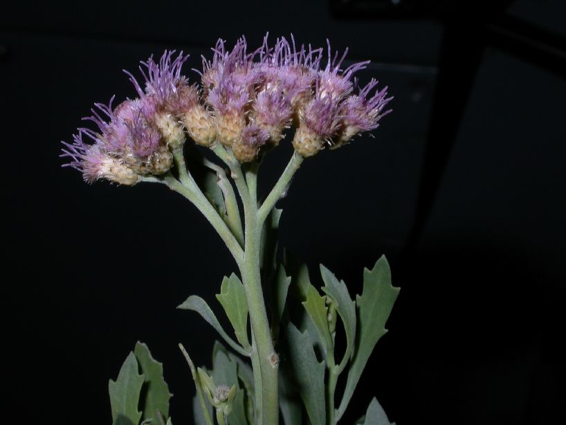 Asteraceae Tessaria absinthoides