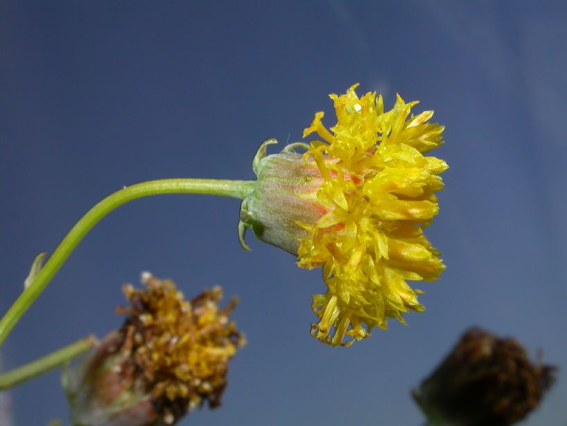 Asteraceae Thelesperma megapotamicum