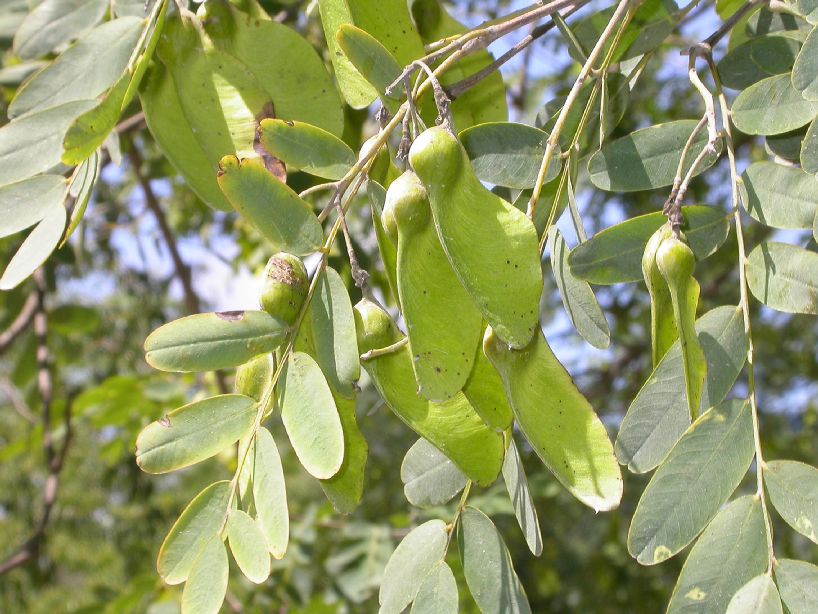 Fabaceae Tipuana ticu