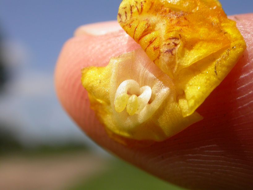 Lentibulariaceae Utricularia 