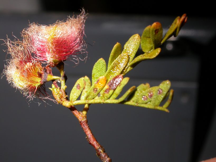 Fabaceae Zuccagnia punctata